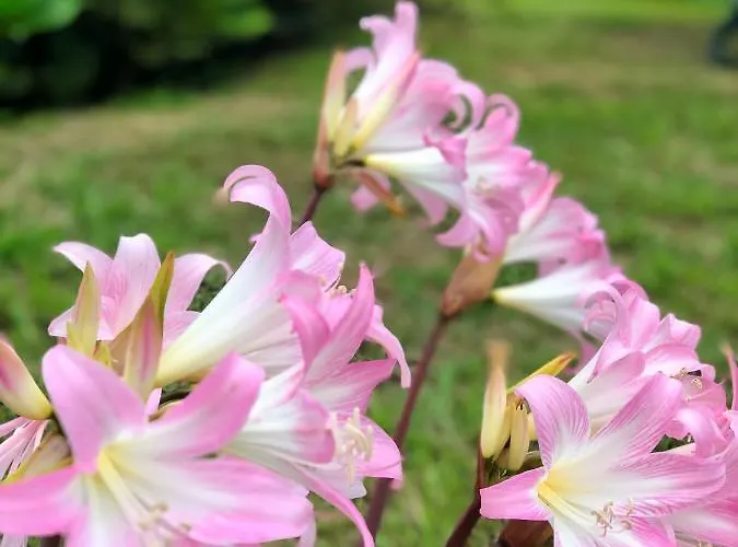 Quinta Da Bela Vista Ponta Delgada