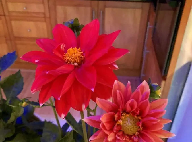 Quinta Da Bela Vista 펜션