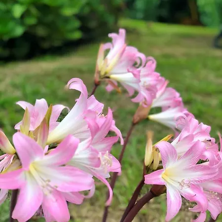 Quinta Da Bela Vista Ponta Delgada (Sao Miguel)