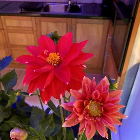 Quinta Da Bela Vista Prázdninový dům